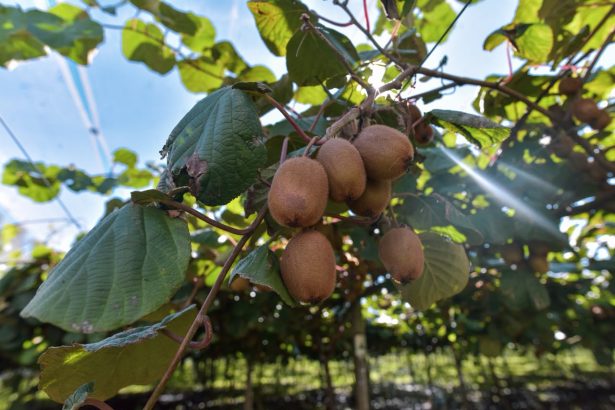 Nueva capacitación para el sector del kiwi con potencial salida laboral en establecimientos productores de la ciudad
