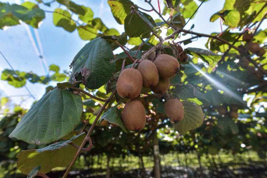 Nueva capacitación para el sector del kiwi con potencial salida laboral en establecimientos productores de la ciudad