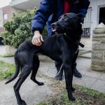 El municipio retiró un perro que se encontraba en condiciones inadecuadas de habitabilidad y sufría maltrato