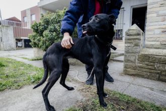 El municipio retiró un perro que se encontraba en condiciones inadecuadas de habitabilidad y sufría maltrato