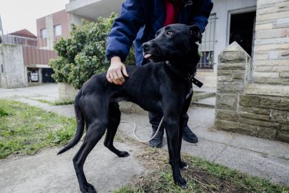 El municipio retiró un perro que se encontraba en condiciones inadecuadas de habitabilidad y sufría maltrato