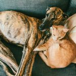 Nuevas ubicaciones de los quirófanos móviles para animales