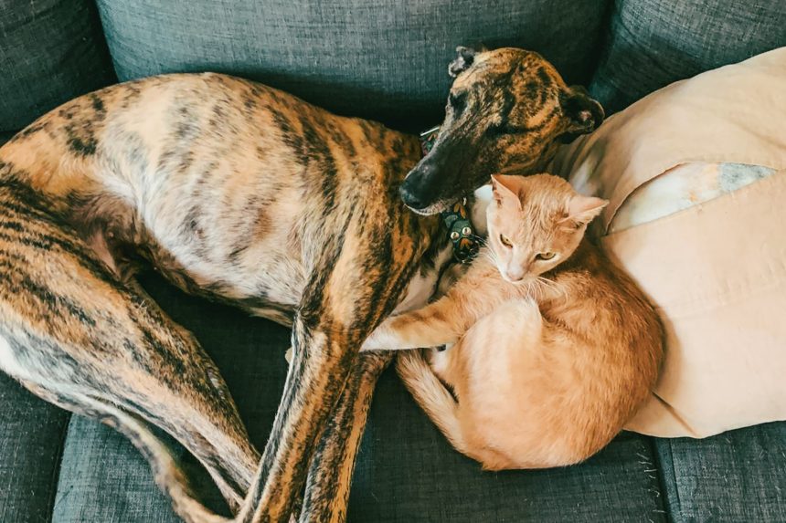 Nuevas ubicaciones de los quirófanos móviles para animales