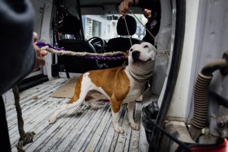 El Municipio rescató tres perros que se encontraban en condiciones inadecuadas de habitabilidad