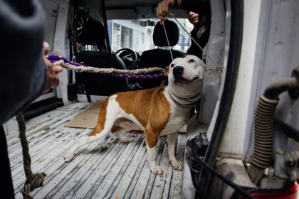El Municipio rescató tres perros que se encontraban en condiciones inadecuadas de habitabilidad