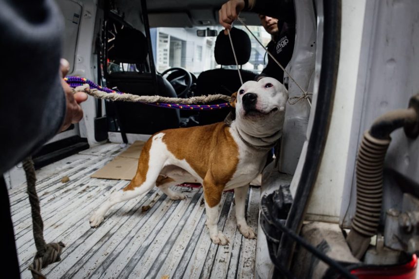 El Municipio rescató tres perros que se encontraban en condiciones inadecuadas de habitabilidad