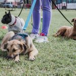 Nuevas ubicaciones de los quirófanos móviles para animales