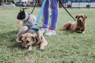 Nuevas ubicaciones de los quirófanos móviles para animales