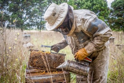 Se dictará una capacitación destinada a productores apícolas para fortalecer el manejo sanitario de las colmenas