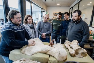 El Municipio intervino en la restitución de dos fósiles de megaterio encontrados en Santa Clara del Mar