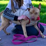 Nuevas ubicaciones de los quirófanos móviles para animales