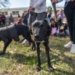 Nuevas ubicaciones de los quirófanos móviles para animales