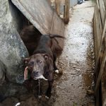 El Municipio rescató un perro que se encontraba en condiciones inadecuadas de habitabilidad