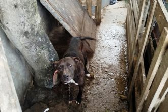 El Municipio rescató un perro que se encontraba en condiciones inadecuadas de habitabilidad