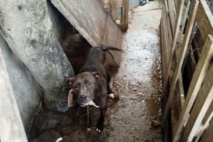 El Municipio rescató un perro que se encontraba en condiciones inadecuadas de habitabilidad