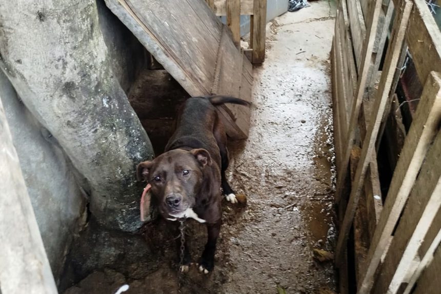 El Municipio rescató un perro que se encontraba en condiciones inadecuadas de habitabilidad