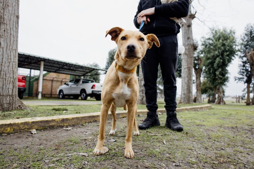 El Municipio habilita turnos de castración de animales a través de MDQ Digital