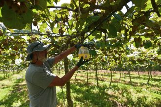 Nueva campaña de monitoreo de la mosca de los frutos en la producción de kiwi