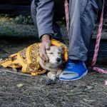 Nuevas ubicaciones de los quirófanos móviles para animales