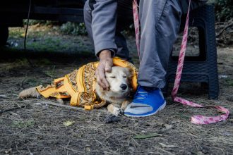 Nuevas ubicaciones de los quirófanos móviles para animales