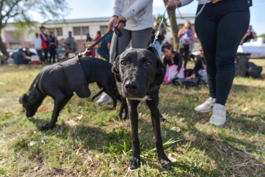 Nuevas ubicaciones de los quirófanos móviles para animales