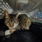 El Municipio rescató un gato que se encontraba en condiciones inadecuadas de habitabilidad