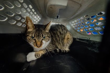 El Municipio rescató un gato que se encontraba en condiciones inadecuadas de habitabilidad