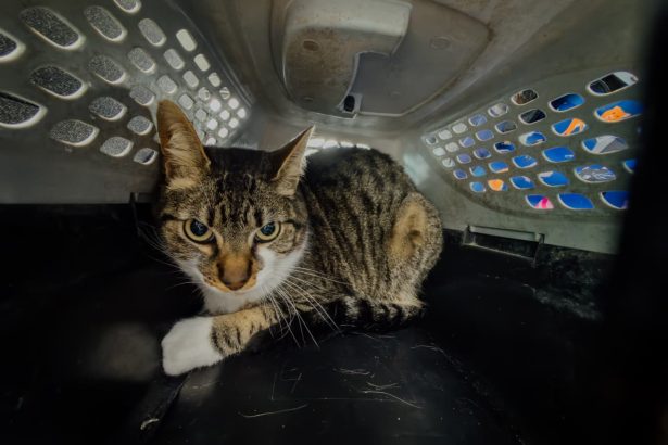 El Municipio rescató un gato que se encontraba en condiciones inadecuadas de habitabilidad