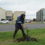 Avanza la plantación de palmeras Phoenix sobre la costa de nuestra ciudad