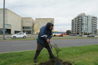 Avanza la plantación de palmeras Phoenix sobre la costa de nuestra ciudad