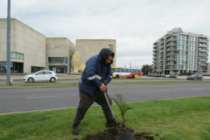 Avanza la plantación de palmeras Phoenix sobre la costa de nuestra ciudad