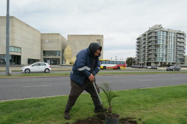 Avanza la plantación de palmeras Phoenix sobre la costa de nuestra ciudad