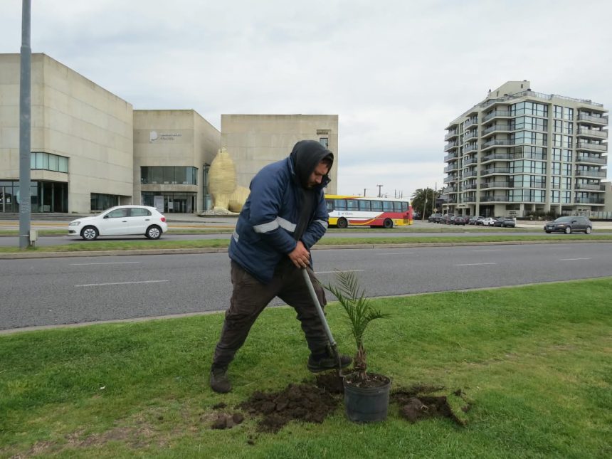 Avanza la plantación de palmeras Phoenix sobre la costa de nuestra ciudad