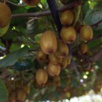 Nueva jornada de la Mesa Técnica del Kiwi en General Pueyrredon