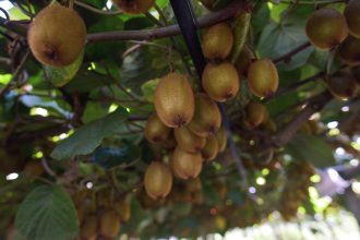 Nueva jornada de la Mesa Técnica del Kiwi en General Pueyrredon