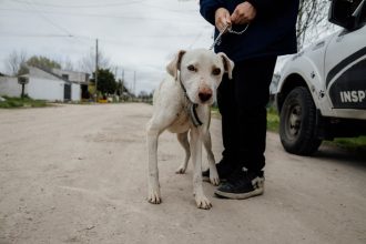 El Municipio rescató a un perro que se encontraban en condiciones inadecuadas de habitabilidad