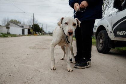 El Municipio rescató a un perro que se encontraban en condiciones inadecuadas de habitabilidad