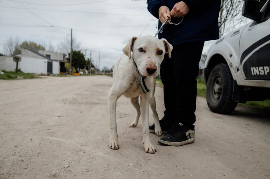 El Municipio rescató a un perro que se encontraban en condiciones inadecuadas de habitabilidad