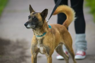 Nuevas ubicaciones de los quirófanos móviles para animales