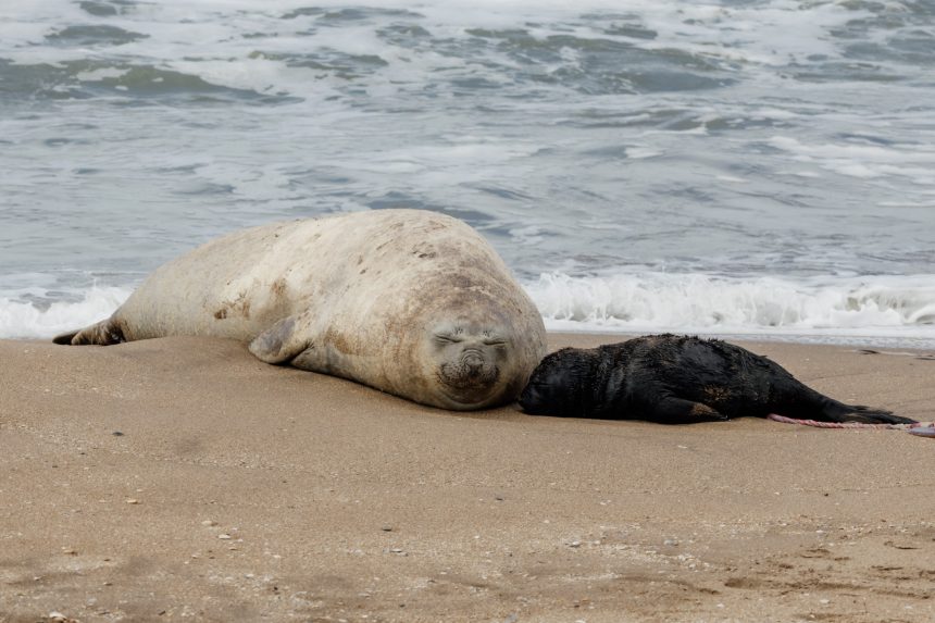 Nació una cría de elefante marino en la costa frente al Unzué