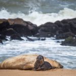 El elefantito marino que nació en la playa cumplió una semana de vida