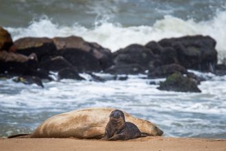 El elefantito marino que nació en la playa cumplió una semana de vida
