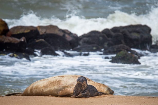 El elefantito marino que nació en la playa cumplió una semana de vida